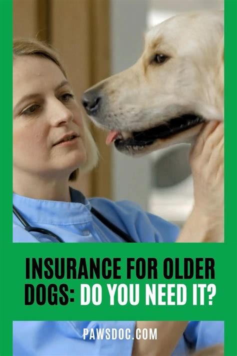 cheap dog insurance for older dogs